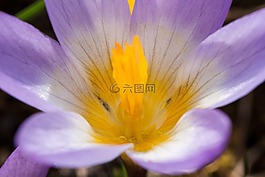 藏红花,wildform,schwertliliengewaechs