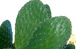 仙人掌,自然,世纪植物
