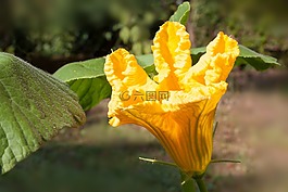 南瓜,北海道,蔬菜