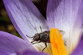 藏红花,wildform,飞