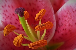 百合,雄蕊,花