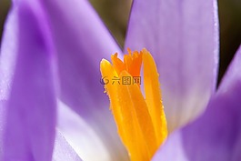 藏红花,wildform,schwertliliengewaechs