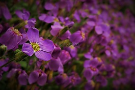 鮮花,紫色,特寫(xiě)