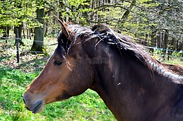 马,雅科仕caballus,有蹄类动物