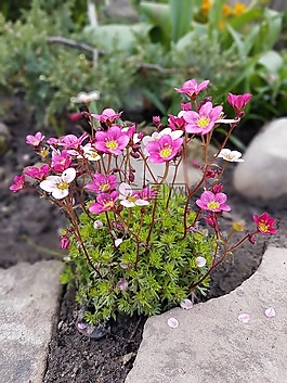鮮花,春,假山