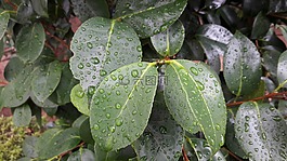 樹(shù)葉,抽象,綠色