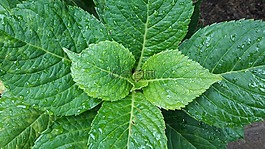 樹(shù)葉,抽象,淋浴