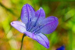 awonder,野花,花