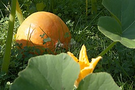 南瓜,北海道,蔬菜