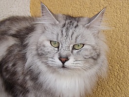 貓,家貓,動物