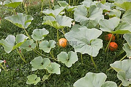 南瓜,北海道,蔬菜