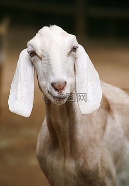 動(dòng)物,哺乳動(dòng)物,國內(nèi)動(dòng)物