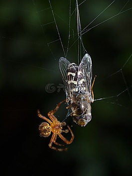 蜘蛛,飛,web