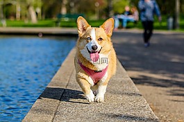 動物,狗,寵物