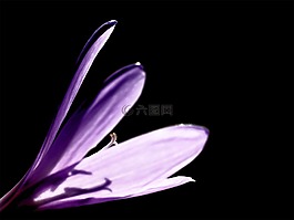 藏紅花,花,開花