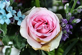 花,玫瑰,花瓣