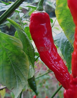 辣椒,紅色,光明