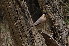 brahminy 八哥,brahminy 椋鸟,sturnia pagodarum