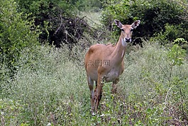 nilgai,羚羊,boselaphus tragocamelus