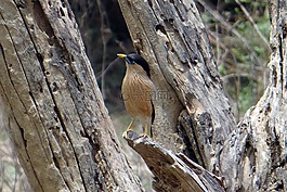 brahminy 八哥,歐椋鳥,brahminy 椋鳥