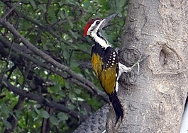 黑腰flameback,啄木鳥,dinopium benghalense
