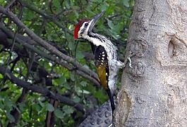 黑腰flameback,啄木鳥,dinopium benghalense