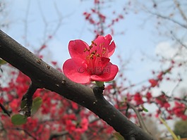 公園,海棠,粉紅色