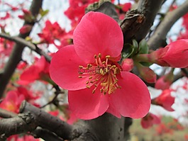 公園,海棠,粉紅色