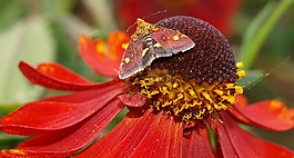 蛾,花,昆蟲