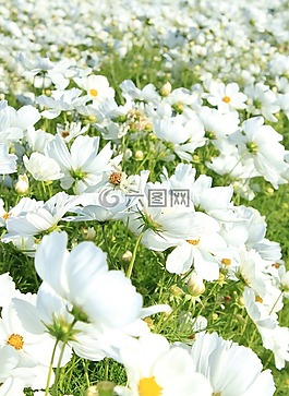 鮮花,白,原野