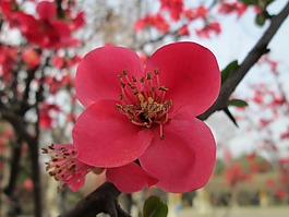 公園,海棠,粉紅色