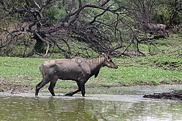 nilgai,羚羊,boselaphus tragocamelus
