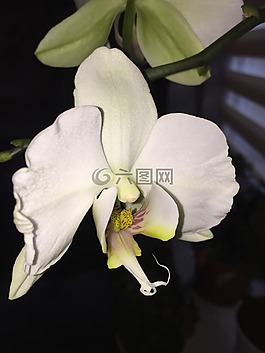 蘭花,花,植物