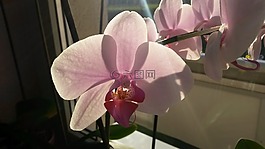蘭花,粉紅色,開花