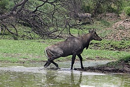 nilgai,羚羊,boselaphus tragocamelus