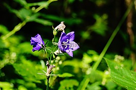 桔梗,花,夏季