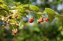 樹莓,廠,夏季