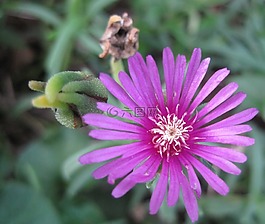 花,vygie,盛开