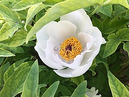 牡丹,綠色,開花