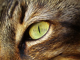 猫,眼,弗利纳