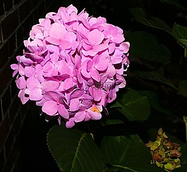 花,鮮花,繡球