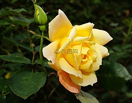 玫瑰,花,開花