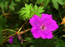 克内斯比尔,花,开花