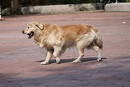 狗,動物,寵物