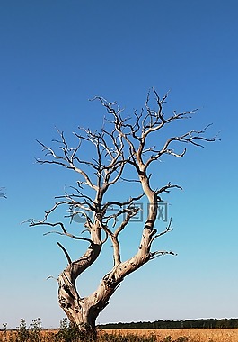 樹,死樹,木材