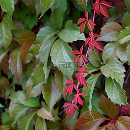 寂寞,美麗,紅
