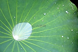 蓮花,植物,荷葉