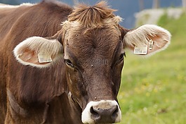 牛,牛肉,牲畜