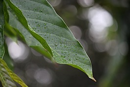 葉,雨,滴
