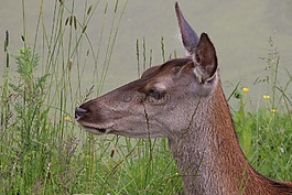 獐鹿,鹿,野生動物